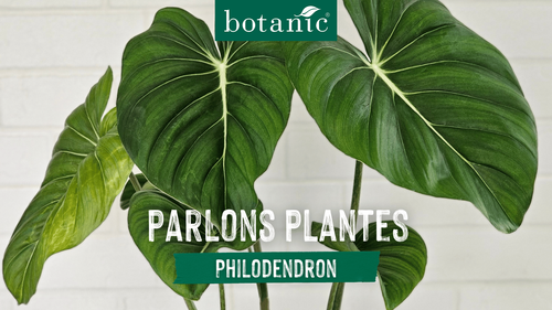 Miniature de vidéo parlons plantes (philodendron)
