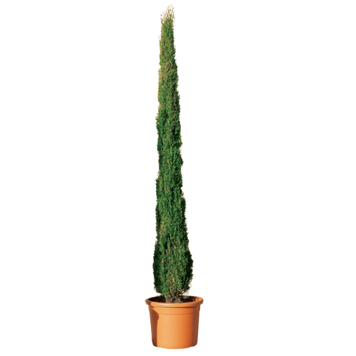 Visuel 1 du produit Cupressus Sempervirens Totem - pot 15 L