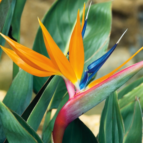 Visuel 2 du produit Strelitzia Reginae ou Oiseau du Paradis orange. Le pot de 7 L