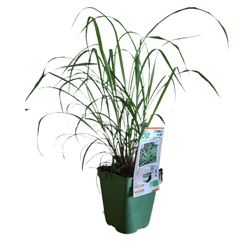 Visuel 1 du produit Citronnelle Des Indes Bio. Le pot de 1 litre