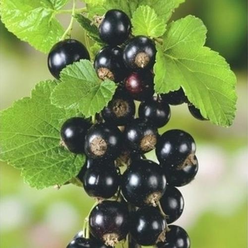 Visuel 1 du produit Cassis Andega bio. Le pot de 1 litre