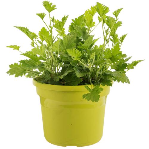 Visuel 1 du produit Géranium anti-moustique au feuillage vert - Le pot de 4,5 litres