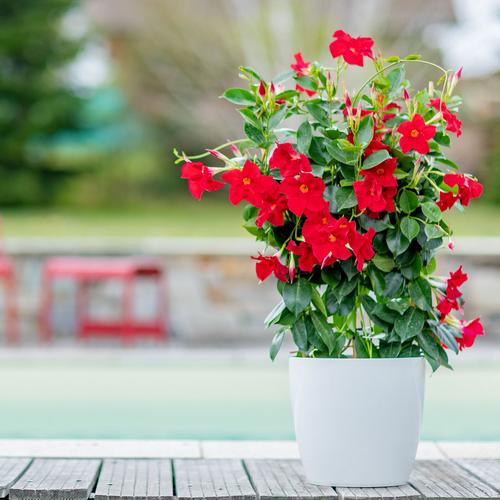 Visuel 2 du produit Dipladénia – le pot de Ø 10,5 cm