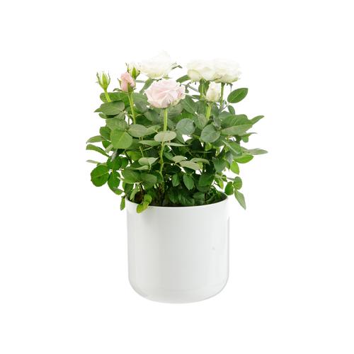 Visuel 1 du produit Rosier Carnaval rose et blanc avec cache-pot décoratif. Ø 14 cm