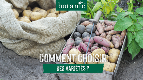 Miniature différente variétés de pomme de terre