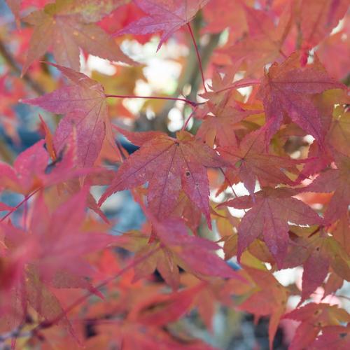 Visuel 3 du produit Erable du Japon (ACER PALMATUM AUREUM ) Le pot de 7 litres