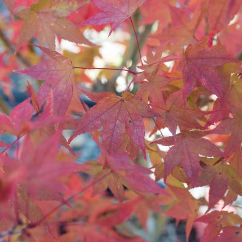 Visuel 3 du produit Erable du Japon (ACER PALMATUM AUREUM ) Le pot de 50 litres