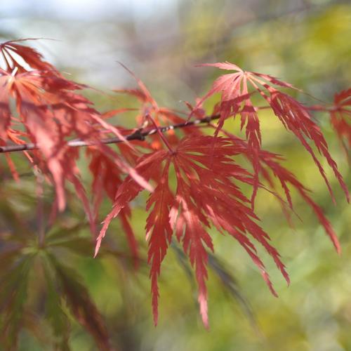 Visuel 3 du produit Erable du Japon (ACER PALMATUM DISSECTUM FLAVESCENS ) Le pot de 15 litres