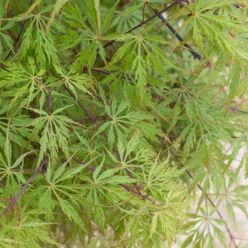 Visuel 1 du produit Erable du Japon (ACER PALMATUM DISSECTUM FLAVESCENS ) Le pot de 30 litres