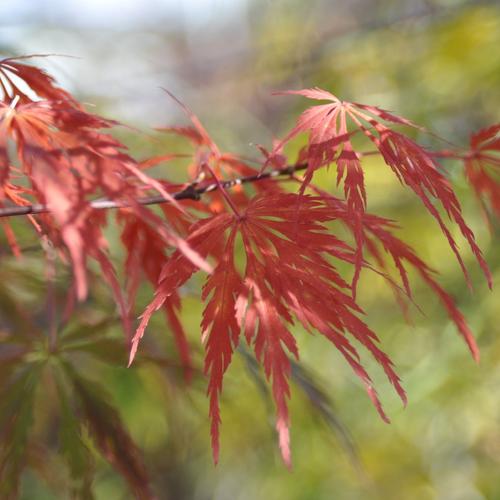 Visuel 3 du produit Erable du Japon (ACER PALMATUM DISSECTUM FLAVESCENS ) Le pot de 30 litres