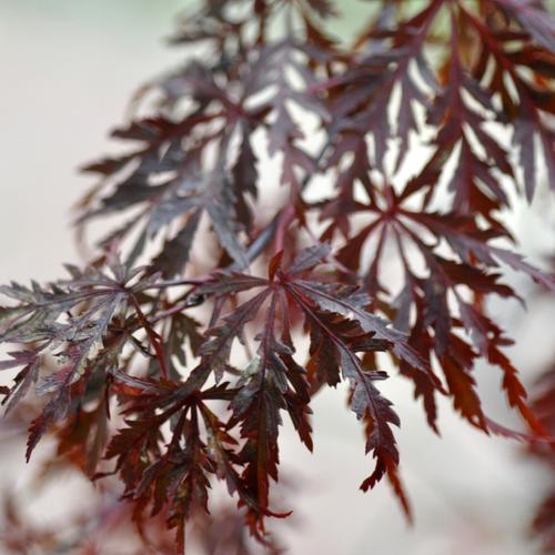 Visuel 4 du produit Erable du Japon (ACER PALMATUM DISSECTUM FLAVESCENS ) Le pot de 30 litres