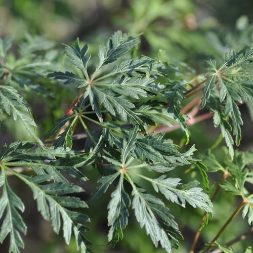 Visuel 1 du produit Erable du Japon (ACER PALMATUM DISSECTUM PALMATIFIDIUM ) Le pot de 3 litres