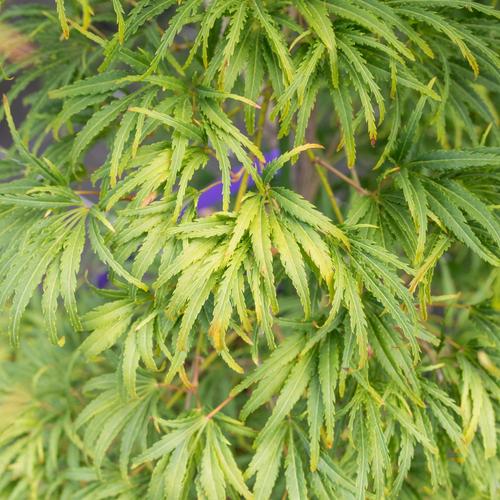 Visuel 2 du produit Erable du Japon (ACER PALMATUM DISSECTUM PALMATIFIDIUM ) Le pot de 3 litres