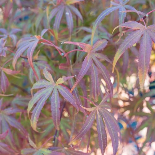 Visuel 3 du produit Erable du Japon (ACER PALMATUM DISSECTUM PALMATIFIDIUM ) Le pot de 3 litres