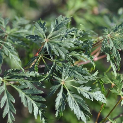 Visuel 1 du produit Erable du Japon (ACER PALMATUM DISSECTUM PALMATIFIDIUM ) Le pot de 7 litres