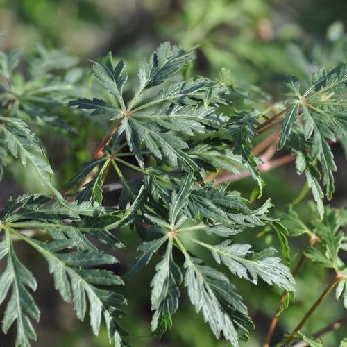 Visuel 1 du produit Erable du Japon (ACER PALMATUM DISSECTUM PALMATIFIDIUM ) Le pot de 50 litres
