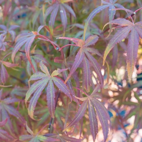 Visuel 3 du produit Erable du Japon (ACER PALMATUM DISSECTUM PALMATIFIDIUM ) Le pot de 50 litres