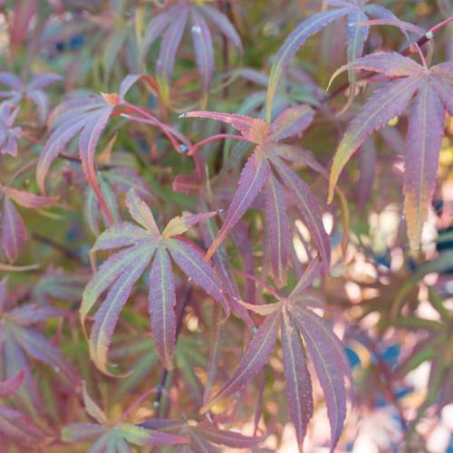 Visuel 3 du produit Erable du Japon (ACER PALMATUM DISSECTUM PALMATIFIDIUM ) Le pot de 80 litres