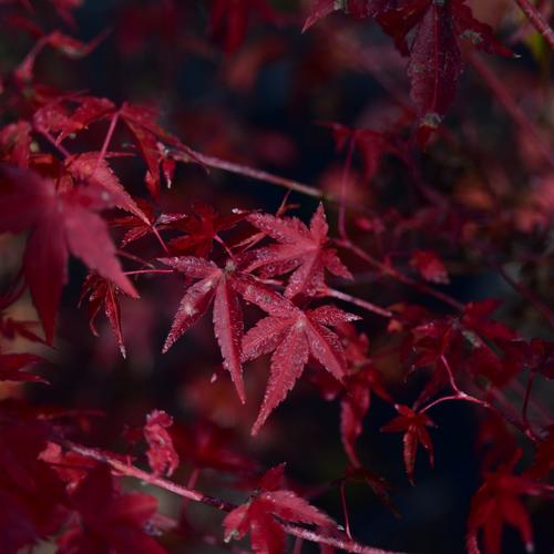 Visuel 3 du produit Erable du Japon (ACER PALMATUM KATSURA ) Le pot de 7 litres