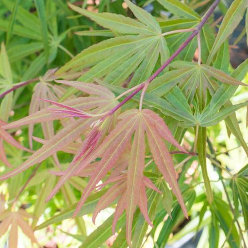 Visuel 1 du produit Erable du Japon (ACER PALMATUM SCOLOPENDRIFOLIUM ) Le pot de 15 litres