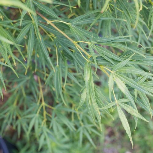 Visuel 2 du produit Erable du Japon (ACER PALMATUM SCOLOPENDRIFOLIUM ) Le pot de 15 litres