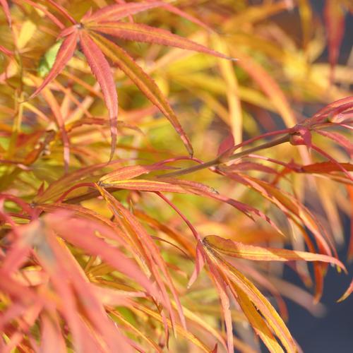 Visuel 3 du produit Erable du Japon (ACER PALMATUM SCOLOPENDRIFOLIUM ) Le pot de 30 litres