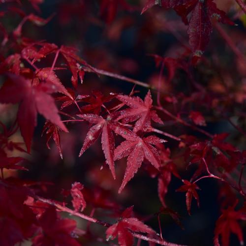 Visuel 3 du produit Acer Palmatum ou Érable du Japon Katsura orange 30/40. Le pot de 3 litres