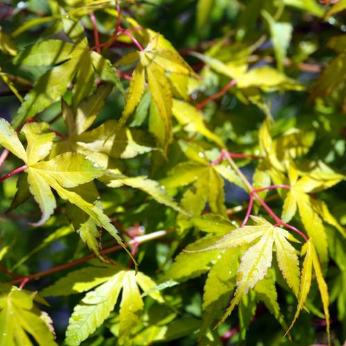Visuel 1 du produit Acer Palmatum Katsura (érable du Japon) en pot de 15 L orange