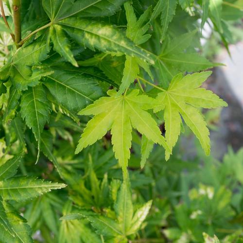 Visuel 2 du produit Acer Palmatum Katsura (érable du Japon) en pot de 30 L orange