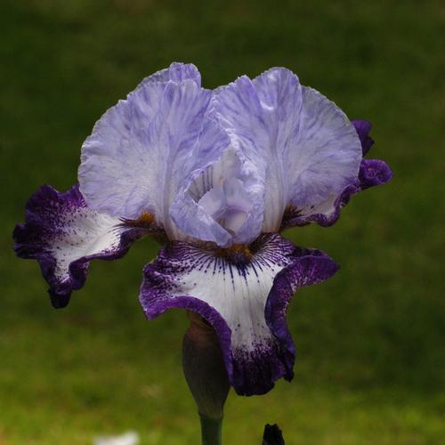 Visuel 1 du produit Iris des jardins Everything Plus - Le pot de 1 litre
