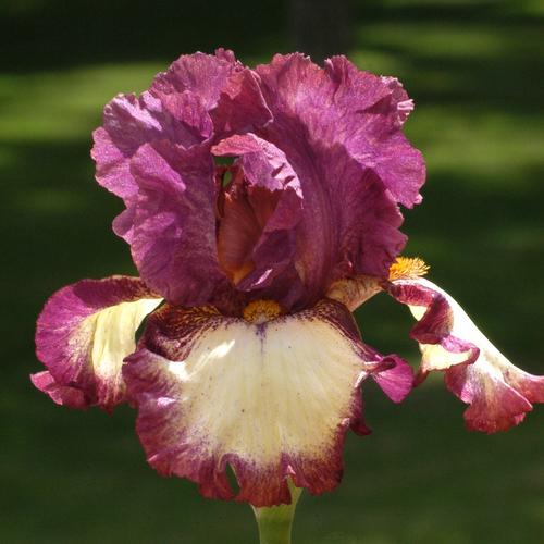 Visuel 1 du produit Iris des jardins I've Got Rhythm - Le pot de 1 litre