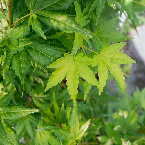 Visuel 1 du produit Érable du Japon Katsura orange. Le pot de 80 litres