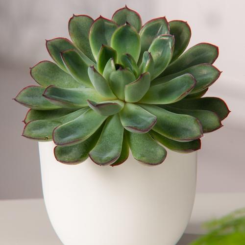 Visuel 1 du produit Echeveria Pellucida. Le pot de 4 litres