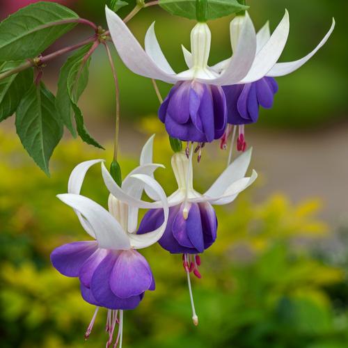 Visuel 1 du produit Fuchsia ‘Delta’s Sara’ - Le pot de 2 litres