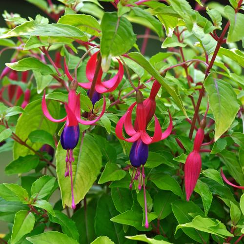 Visuel 1 du produit Fuchsia ‘Genii’ - Le pot de 2 litres