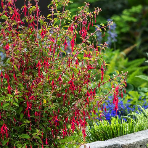 Visuel 1 du produit Fuchsia ‘Riccartonii’ - Le pot de 2 litres