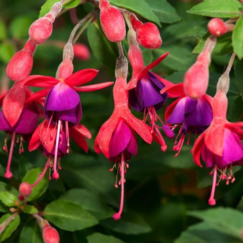 Visuel 1 du produit Fuchsia ‘Tom Thumb’ - Le pot de 2 litres