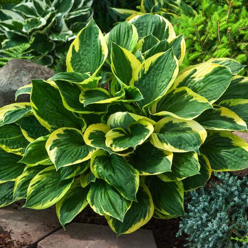 Visuel 1 du produit Hosta Twilight vert botanic®. Le pot de 2 litres