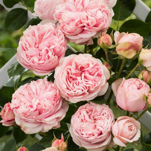 Visuel 1 du produit Rosier Grimpant L'Alhambra®. Le pot de 7,5 litres