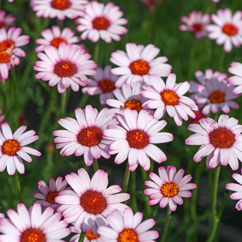 Visuel 1 du produit Marguerite du Maroc ‘African Rose’ - Le pot de 2 litres