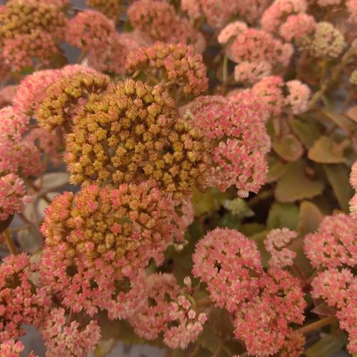 Visuel 1 du produit Sédum ‘Coraljade’ - Le pot de 2 litres