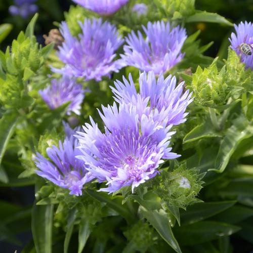 Visuel 1 du produit Stokesia ‘Mels’ - Le pot de 2 litres