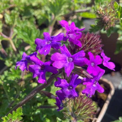 Visuel 1 du produit Verveine ‘Homestead Purple’ - Le pot de 2 litres