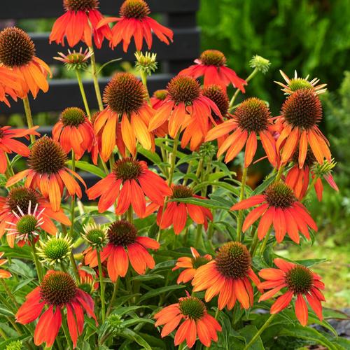 Visuel 1 du produit Echinacea ARTISAN SOFT ORANGE - Le pot de 2 litres