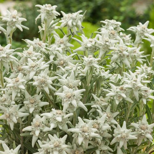 Visuel 1 du produit Edelweiss de L’Abbé Soulié ‘Alpina White’ - Le pot de 2 litres