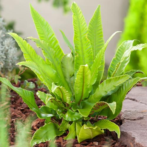 Visuel 1 du produit Fougère Asplenium scolopendrium - Le pot de 2 litres