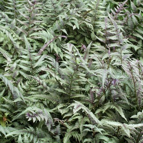 Visuel 1 du produit Fougère Athyrium niponicum pictum - Le pot de 2 litres