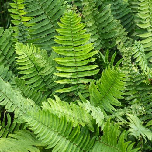 Visuel 1 du produit Fougère Dryopteris cycadina - Le pot de 2 litres