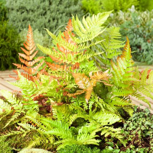 Visuel 1 du produit Fougère Dryopteris erythrosora - Le pot de 2 litres