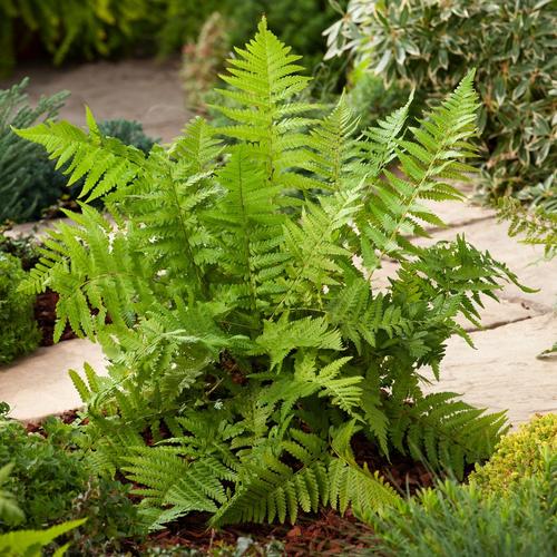 Visuel 1 du produit Fougère Dryopteris filix-mas - Le pot de 2 litres